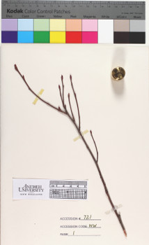 alternate herbarium image