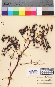 alternate herbarium image