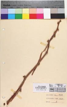alternate herbarium image