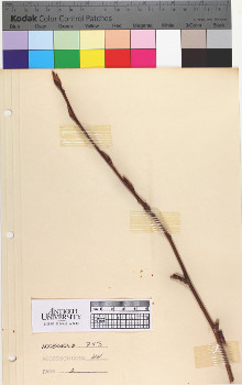 alternate herbarium image