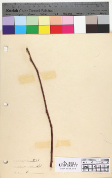 alternate herbarium image