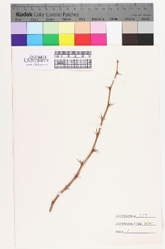 alternate herbarium image