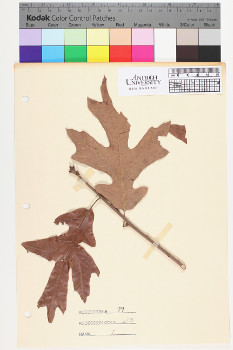 alternate herbarium image