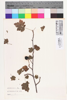 alternate herbarium image