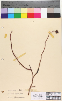 alternate herbarium image