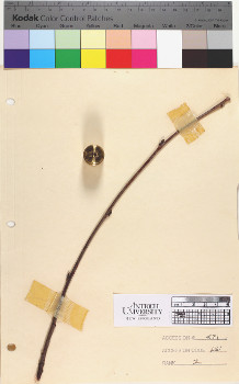 alternate herbarium image