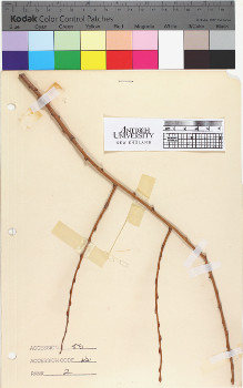 alternate herbarium image