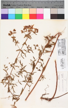 alternate herbarium image