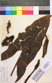 alternate herbarium image