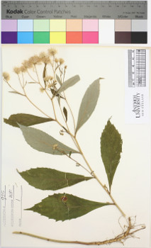alternate herbarium image