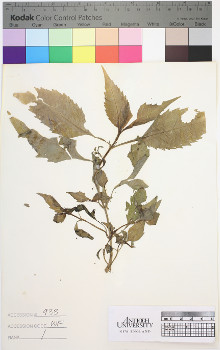 alternate herbarium image