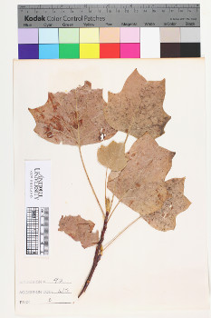 alternate herbarium image
