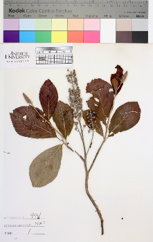 alternate herbarium image